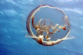   Moon jelly drifting just below surface warm Caribbean water full frame first trip new EOS50D  